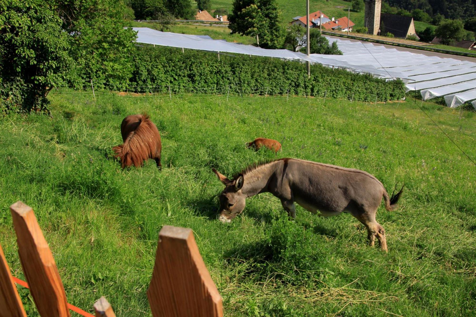 Ausservogelweiderhof Лайон Екстериор снимка